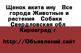 Щенок акита ину - Все города Животные и растения » Собаки   . Свердловская обл.,Кировград г.